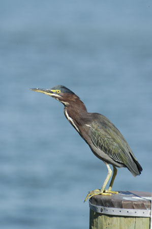 Green Heron
