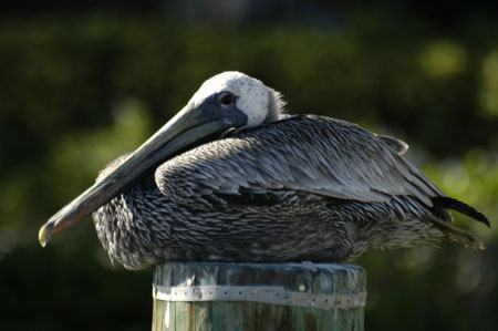 Brown Pelican_1