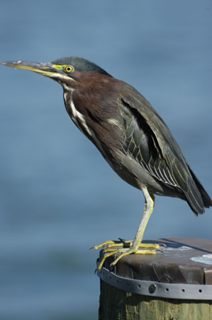 Green Heron_1