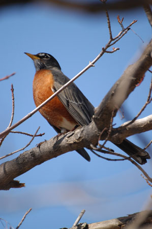 Robin