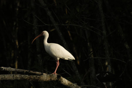 White Ibis_1