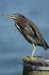 Green Heron_1