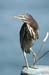 Green Heron_2