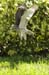 Red-shouldered Hawk