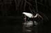 White Ibis