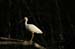 White Ibis_1