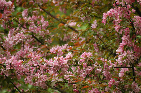 Blossoms