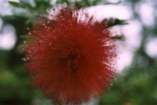 94-Flower_1